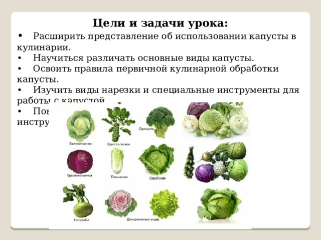Цели и задачи урока: •  Расширить представление об использовании капусты в кулинарии. •  Научиться различать основные виды капусты. •  Освоить правила первичной кулинарной обработки капусты. •  Изучить виды нарезки и специальные инструменты для работы с капустой. •  Повторить правила безопасной работы с инструментами. 