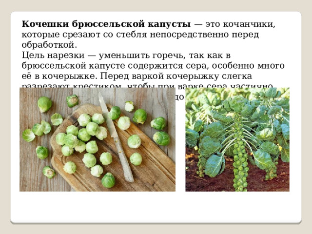 Кочешки брюссельской капусты — это кочанчики, которые срезают со стебля непосредственно перед обработкой. Цель нарезки — уменьшить горечь, так как в брюссельской капусте содержится сера, особенно много её в кочерыжке. Перед варкой кочерыжку слегка разрезают крестиком, чтобы при варке сера частично вышла из капусты и готовое блюдо не горчило. 