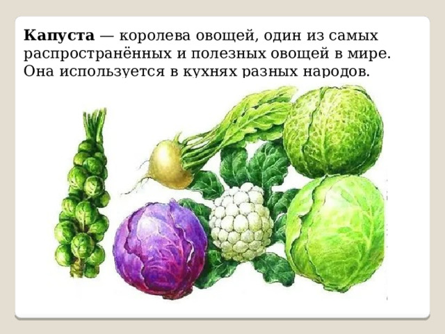 Капуста — королева овощей, один из самых распространённых и полезных овощей в мире. Она используется в кухнях разных народов. 