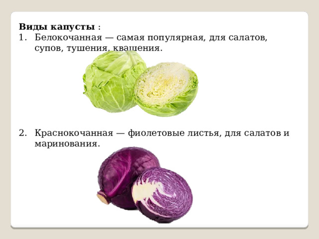 Виды капусты : Белокочанная — самая популярная, для салатов, супов, тушения, квашения. Краснокочанная — фиолетовые листья, для салатов и маринования. 