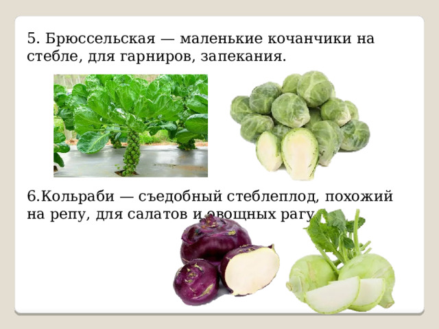 5. Брюссельская — маленькие кочанчики на стебле, для гарниров, запекания. 6.Кольраби — съедобный стеблеплод, похожий на репу, для салатов и овощных рагу. 
