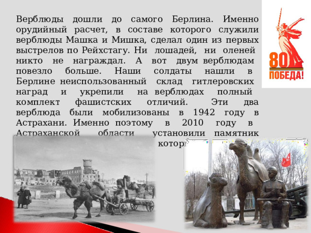 Верблюды дошли до самого Берлина. Именно орудийный расчет, в составе которого служили верблюды Машка и Мишка, сделал один из первых выстрелов по Рейхстагу. Ни лошадей, ни оленей никто не награждал. А вот двум верблюдам повезло больше. Наши солдаты нашли в Берлине неиспользованный склад гитлеровских наград и укрепили на верблюдах полный комплект фашистских отличий. Эти два верблюда были мобилизованы в 1942 году в Астрахани. Именно поэтому в 2010 году в Астраханской области установили памятник Мишке, Машке и сержанту, который был с ними все три тяжелых года. 
