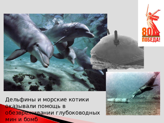 Дельфины и морские котики оказывали помощь в обезвреживании глубоководных мин и бомб 