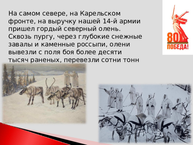 На самом севере, на Карельском фронте, на выручку нашей 14-й армии пришел гордый северный олень. Сквозь пургу, через глубокие снежные завалы и каменные россыпи, олени вывезли с поля боя более десяти тысяч раненых, перевезли сотни тонн военных грузов . 