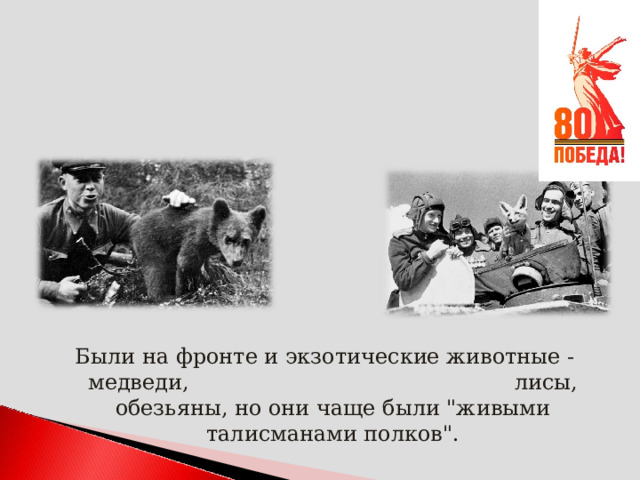 Были на фронте и экзотические животные -  медведи,  лисы, обезьяны, но они чаще были 