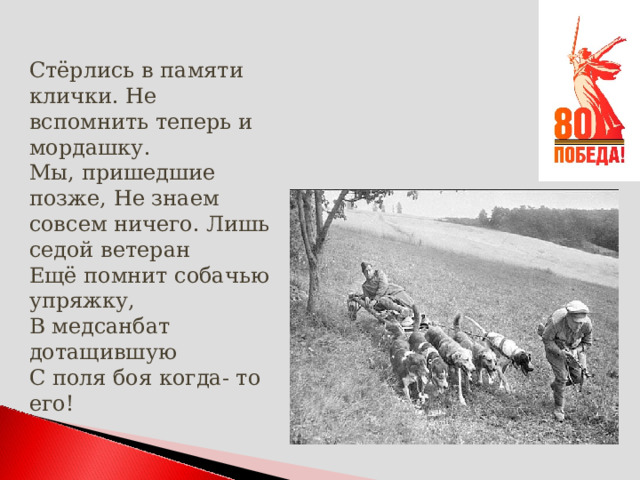 Стёрлись в памяти клички. Не вспомнить теперь и мордашку. Мы, пришедшие позже, Не знаем совсем ничего. Лишь седой ветеран Ещё помнит собачью упряжку, В медсанбат дотащившую С поля боя когда- то его! 
