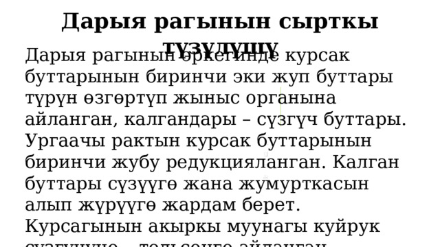 Дарыя рагынын сырткы түзүлүшү Дарыя рагынын эркегинде курсак буттарынын биринчи эки жуп буттары түрүн өзгөртүп жыныс органына айланган, калгандары – сүзгүч буттары. Ургаачы рактын курсак буттарынын биринчи жубу редукцияланган. Калган буттары сүзүүгө жана жумурткасын алып жүрүүгө жардам берет. Курсагынын акыркы муунагы куйрук сүзгүчүнө – тельсонго айланган 1 