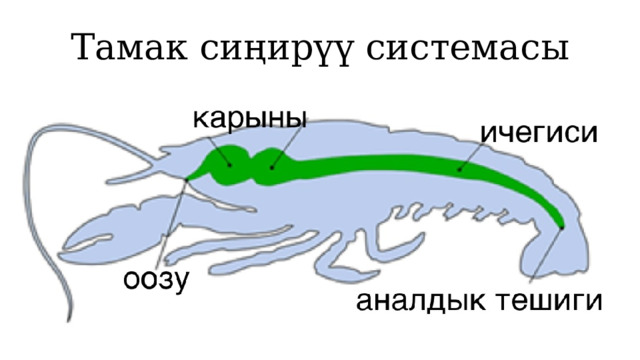Тамак сиңирүү системасы 1 