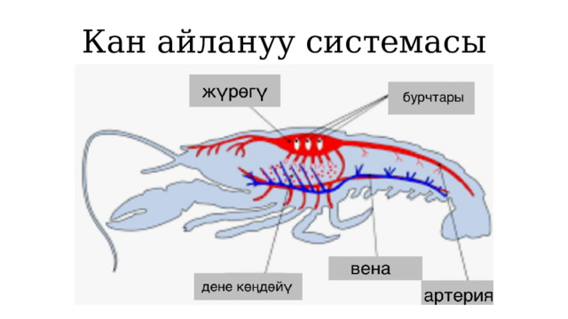 Кан айлануу системасы 1 
