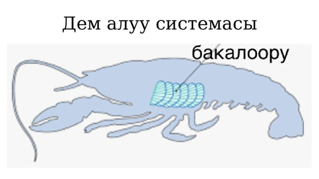 Дем алуу системасы 1 