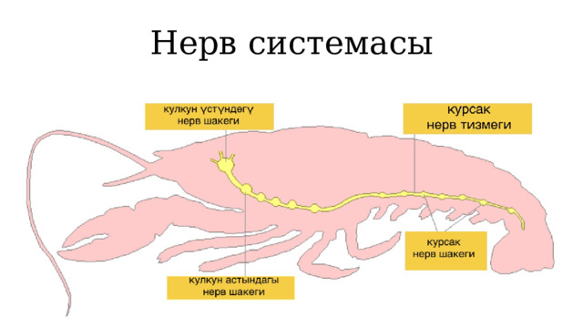 Нерв системасы 1 