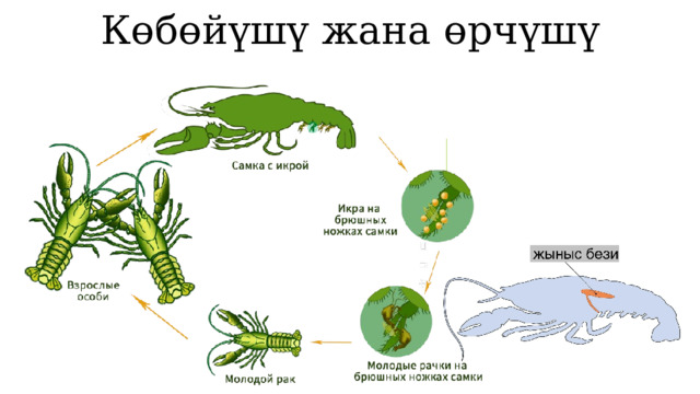 Көбөйүшү жана өрчүшү 1 