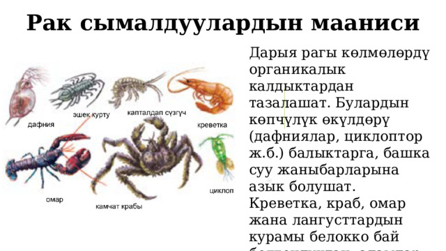 Рак сымалдуулардын мааниси Дарыя рагы көлмөлөрдү органикалык калдыктардан тазалашат. Булардын көпчүлүк өкүлдөрү (дафниялар, циклоптор ж.б.) балыктарга, башка суу жаныбарларына азык болушат. Креветка, краб, омар жана лангусттардын курамы белокко бай болгондуктан, адамдар үчүн баалуу азык катары пайдаланылат  1 
