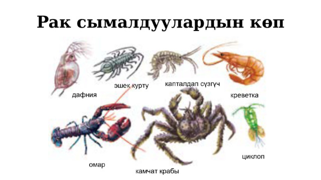Рак сымалдуулардын көп түрдүүлүгү 1 