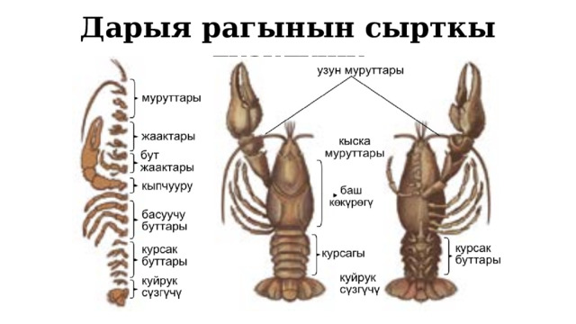 Дарыя рагынын сырткы түзүлүшү 1 