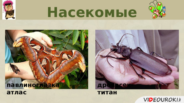 Насекомые павлиноглазка атлас дровосек-титан  
