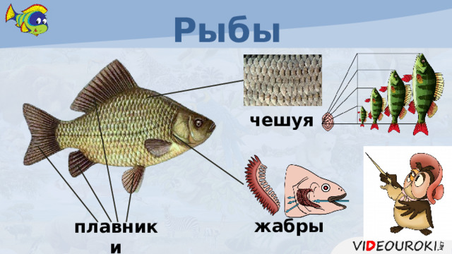 Рыбы чешуя жабры плавники 