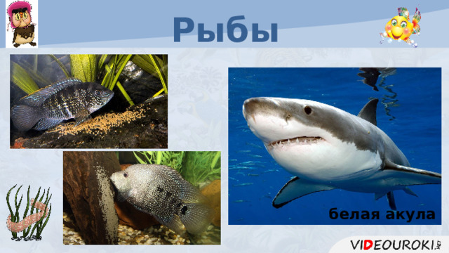 Рыбы белая акула  