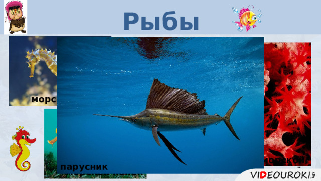 Рыбы морской конёк карликовый морской конёк парусник морской конёк  