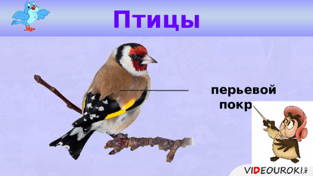 Птицы перьевой покров  