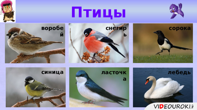 Птицы сорока воробей снегирь синица лебедь ласточка  