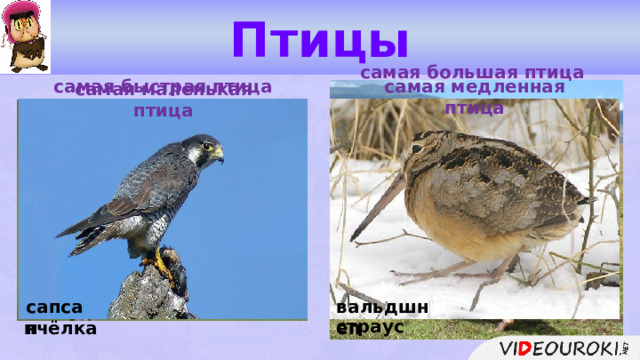 Птицы самая большая птица самая медленная птица самая быстрая птица самая маленькая птица сапсан колибри-пчёлка вальдшнеп страус  