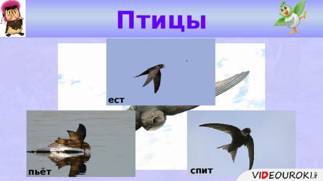 Птицы ест чёрный стриж спит пьёт  
