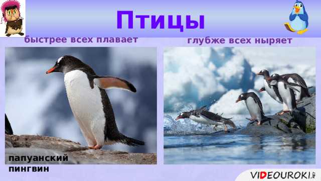 Птицы быстрее всех плавает глубже всех ныряет папуанский пингвин  