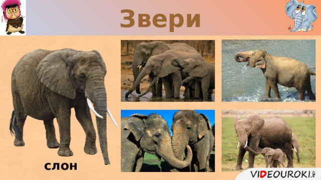 Звери слон  