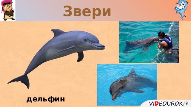 Звери дельфин  