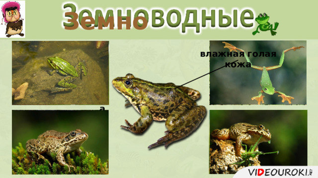 Земно влажная голая кожа лягушка жаба тритон саламандра  