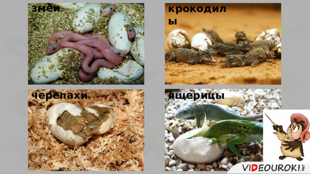 змеи крокодилы Пресмыкающиеся черепахи ящерицы  