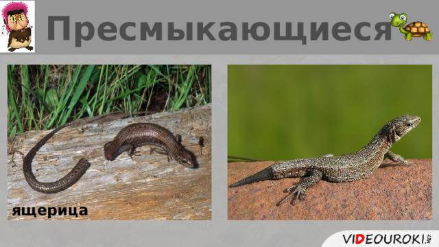 Пресмыкающиеся ящерица  