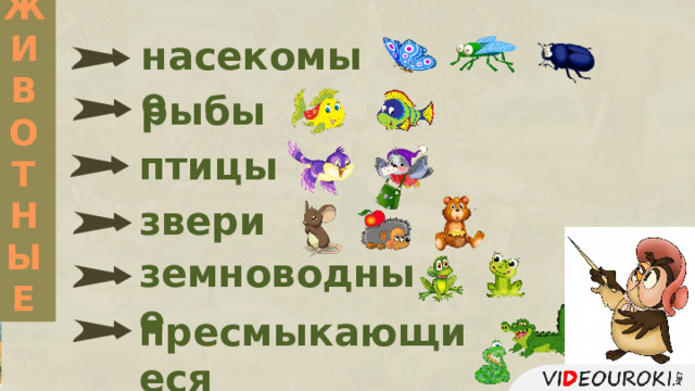 ЖИВОТНЫЕ насекомые рыбы птицы звери земноводные пресмыкающиеся 
