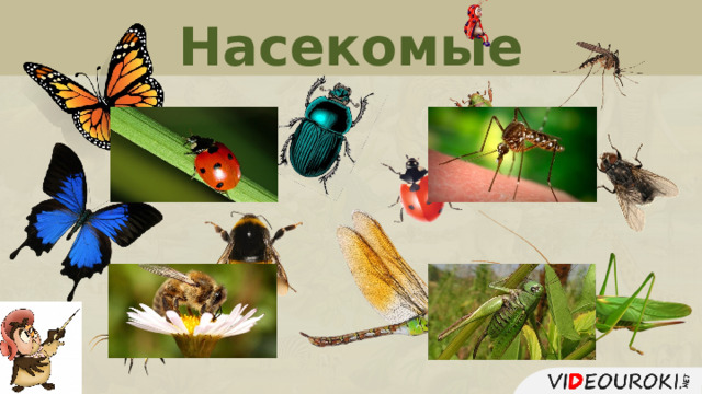 Насекомые  
