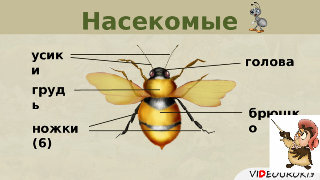 Насекомые усики голова грудь брюшко ножки (6)  