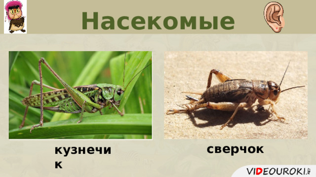 Насекомые сверчок кузнечик  