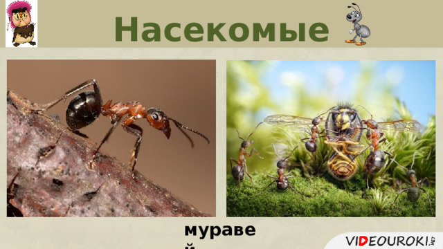 Насекомые муравей  