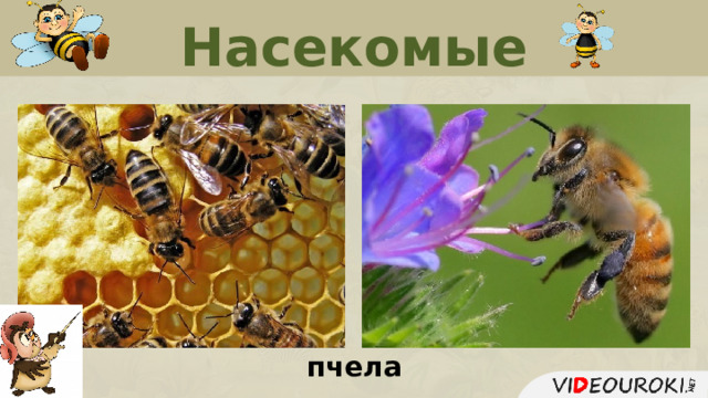 Насекомые пчела  