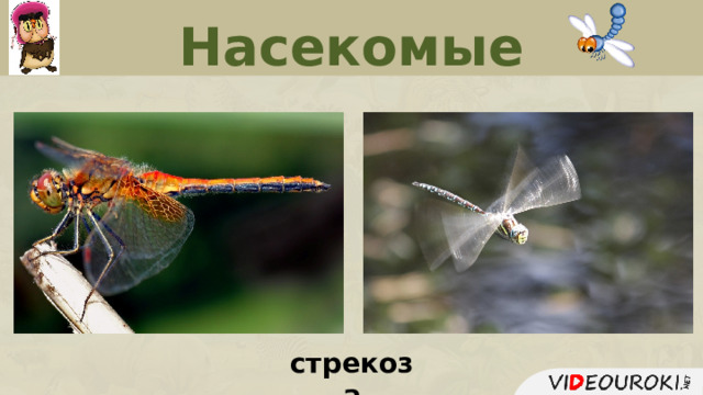 Насекомые стрекоза  