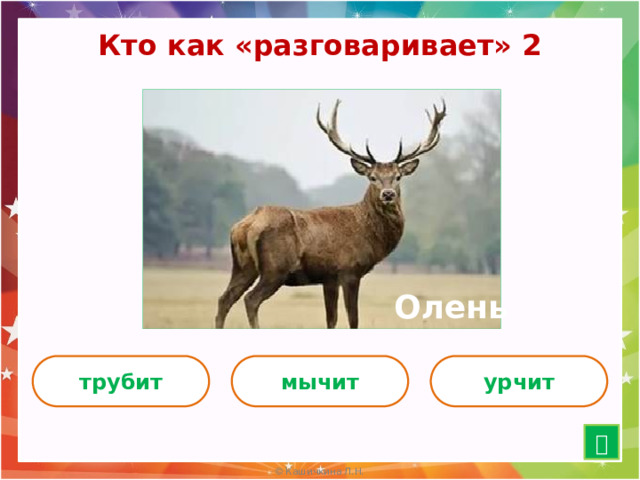Кто как «разговаривает» 2 Олень трубит мычит урчит  15 