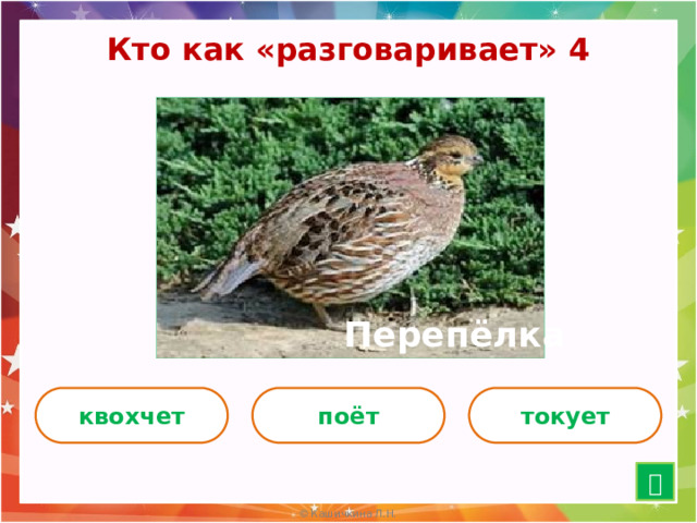 Кто как «разговаривает» 4 Перепёлка квохчет поёт токует  15 