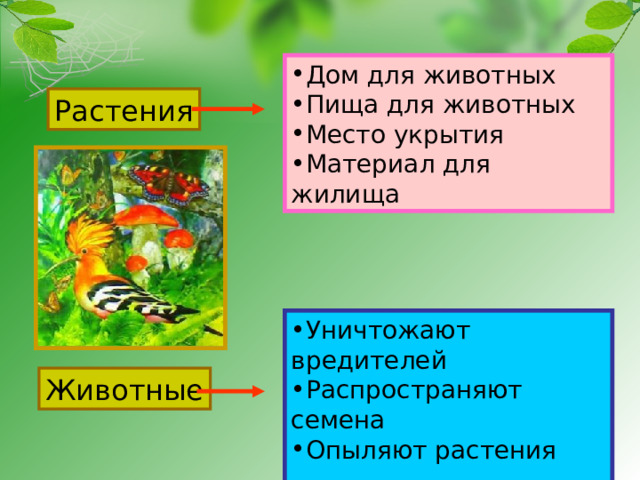 Дом для животных Пища для животных Место укрытия Материал для жилища Растения Уничтожают вредителей Распространяют семена Опыляют растения  Животные 