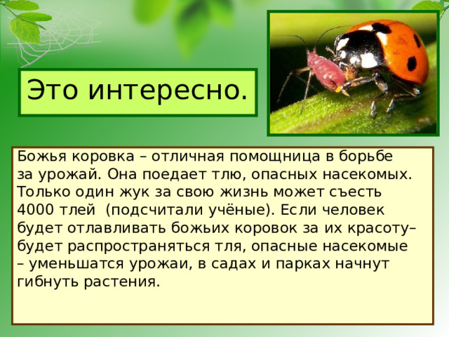 Это интересно. Божья коровка – отличная помощница в борьбе за урожай. Она поедает тлю, опасных насекомых. Только один жук за свою жизнь может съесть 4000 тлей (подсчитали учёные). Если человек будет отлавливать божьих коровок за их красоту– будет распространяться тля, опасные насекомые – уменьшатся урожаи, в садах и парках начнут гибнуть растения. 