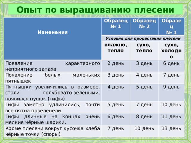 Опыт по выращиванию плесени   Образец Условия для прорастания плесени Изменения № 1 Образец Появление характерного неприятного запаха влажно, № 2 Образец № 1 тепло сухо, 2 день Появление белых маленьких пятнышек Пятнышки увеличились в размере, стали голубовато-зелеными, появился пушок (гифы) тепло сухо, 3 день 3 день 4 день 6 день 4 день холодно Гифы заметно удлинились, почти все пятна позеленели 7 день 5 день 5 день Гифы длинные на концах очень мелкие чёрные шарики. 9 день Кроме плесени вокруг кусочка хлеба чёрные точки (споры) 7 день 6 день 7 день 10 день 8 день 11 день 10 день 13 день 