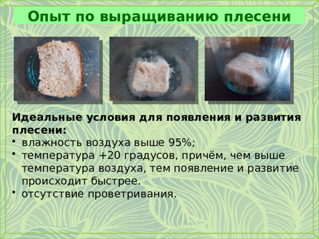 Опыт по выращиванию плесени Идеальные условия для появления и развития плесени: влажность воздуха выше 95%; температура +20 градусов, причём, чем выше температура воздуха, тем появление и развитие происходит быстрее. отсутствие проветривания. 