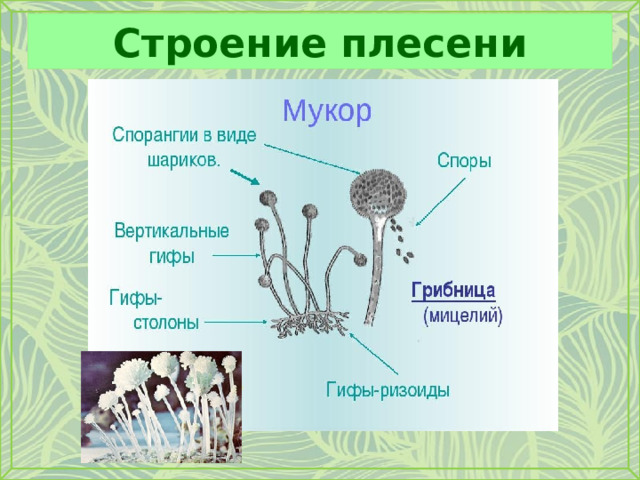 Строение плесени 
