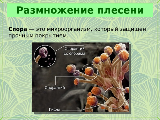 Размножение плесени Спора — это микроорганизм, который защищен прочным покрытием. 