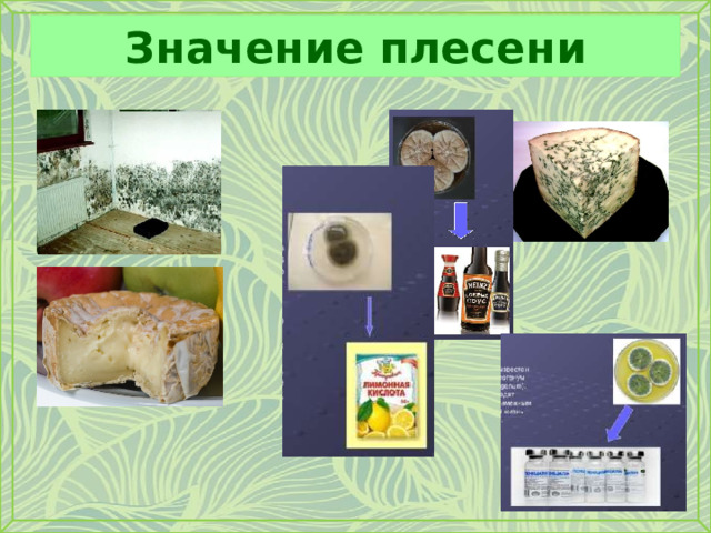 Значение плесени 