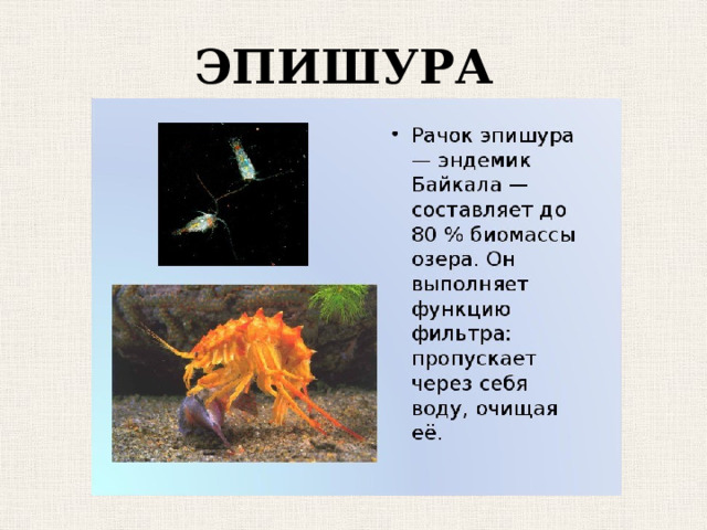 ЭПИШУРА 